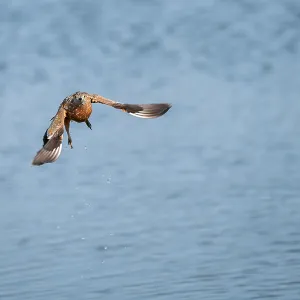 Burchells Sandgrasmücke (Pterocles burchelli) in Flug.