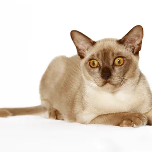 Chat birman Chat birman
