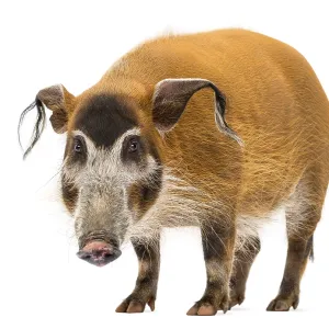 Le sanglier de brousse debout, regardant la caméra. Le sanglier de brousse debout, regardant la caméra.