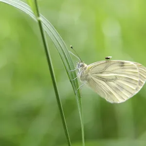 Cabbage White Butterfly Print