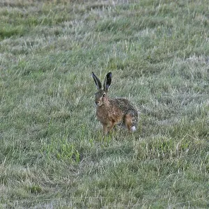Cape Hare Print, Lepus capensis Cape Hare Print, Lepus capensis