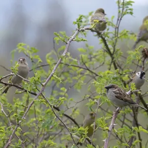 Greenfinch and Sparrows Print Greenfinch and Sparrows Print