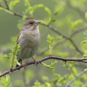 Greenfinch Print: Female Songbird Greenfinch Print: Female Songbird