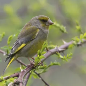 Greenfinch Print - Male Songbird in Flight Greenfinch Print - Male Songbird in Flight
