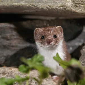 Mustelidae Verwandte Bilder