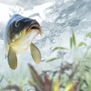 Carp Print from imageBROKER Carp Print from imageBROKER