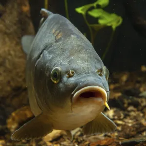 Carp, Cyprinus carpio Print Carp, Cyprinus carpio Print