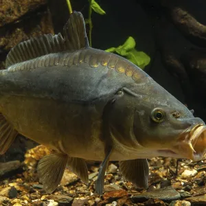 Carp, Cyprinus carpio Print Carp, Cyprinus carpio Print
