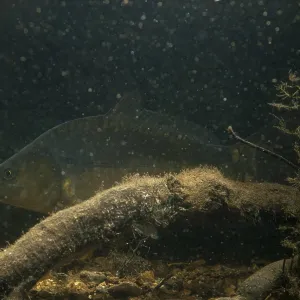 Carp Print, Cyprinus carpio Fish Image Carp Print, Cyprinus carpio Fish Image