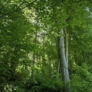Deciduous forest with beech and maple trees Deciduous forest with beech and maple trees