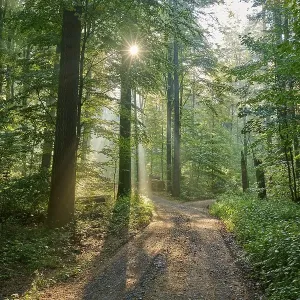 Fork, forest path, deciduous forest Fork, forest path, deciduous forest