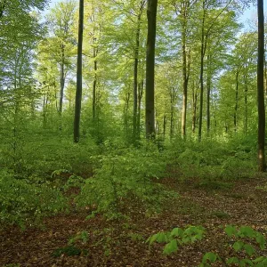 Forest, Beech, Morning, Spring Forest, Beech, Morning, Spring