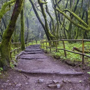 Forest path in the laurel forest Forest path in the laurel forest