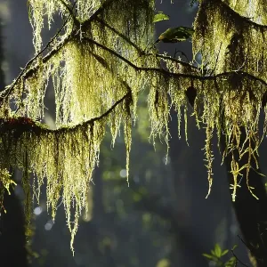 Moss on branches in cloud forest Moss on branches in cloud forest