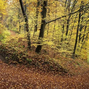 A forest path in a mixed forest with many deciduous trees A forest path in a mixed forest with many deciduous trees