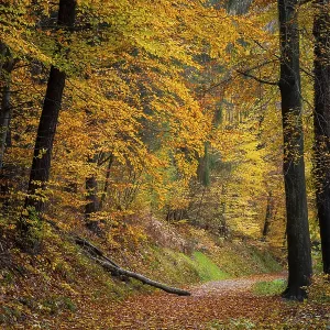 A forest path in a mixed forest with many deciduous trees A forest path in a mixed forest with many deciduous trees