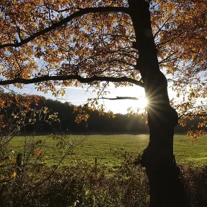Beech Trees Print - Edge of the Forest in Backlight Beech Trees Print - Edge of the Forest in Backlight