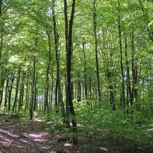 Forest with copper beeches, Soderasen Forest with copper beeches, Soderasen