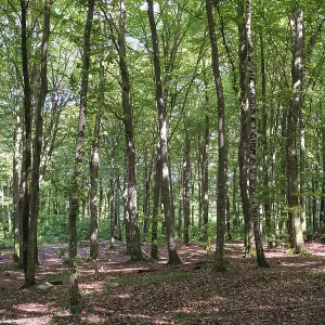 Forest with copper beeches, Soderasen Forest with copper beeches, Soderasen