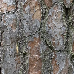 Pine Tree Bark Texture Print Close-Up Pine Tree Bark Texture Print Close-Up