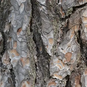 Pine Tree Bark Texture Print Close-Up Pine Tree Bark Texture Print Close-Up