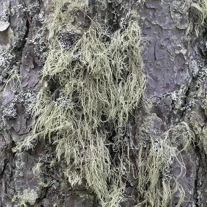 Pine Tree Bark Texture Print Close-Up Pine Tree Bark Texture Print Close-Up