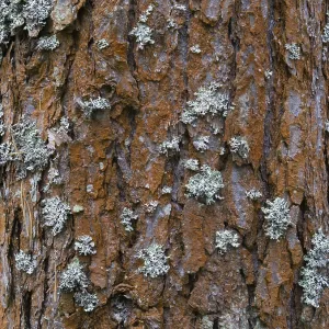 Pine Tree Bark Texture Print Close-Up Pine Tree Bark Texture Print Close-Up