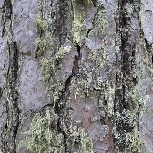 Pine Tree Bark Texture Print Close-Up Pine Tree Bark Texture Print Close-Up