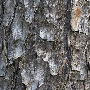 Pine Tree Bark Texture Print - Close Up Nature Scene Pine Tree Bark Texture Print - Close Up Nature Scene
