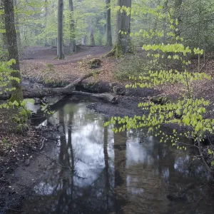 Stream and beech forest in spring Stream and beech forest in spring