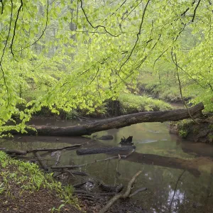 Stream and beech forest in spring Stream and beech forest in spring