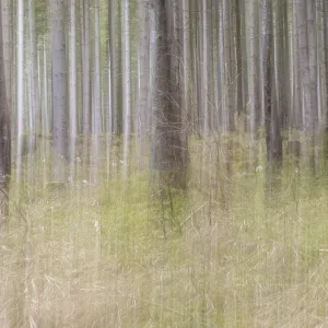 Trees in the forest, pull-along effect Trees in the forest, pull-along effect