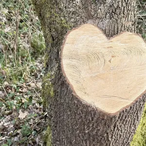 Heart-Shaped Tree Print, Ober-Olmer Wald, Germany Heart-Shaped Tree Print, Ober-Olmer Wald, Germany