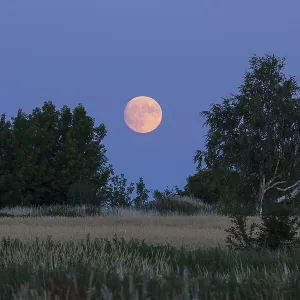 The full moon rises behind trees The full moon rises behind trees