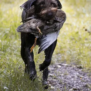 Pudelpointer Brings Duck Print