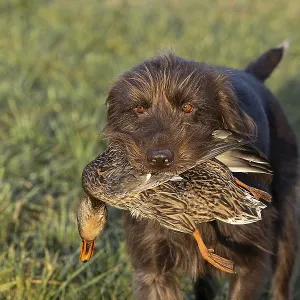 Pudelpointer Brings Duck to Pond Print