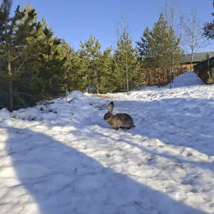 : Kategorie Haustiere