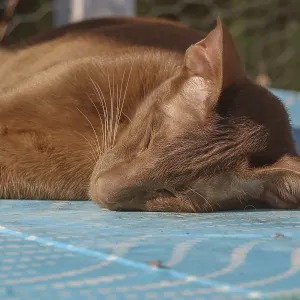 Oriental Shorthair Cat Gismo Sunbathing Print Oriental Shorthair Cat Gismo Sunbathing Print