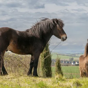 : Kategorie Haustiere