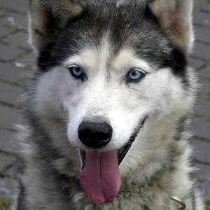 : Kategorie Haustiere