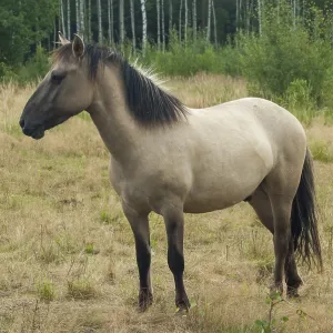 : Kategorie Haustiere