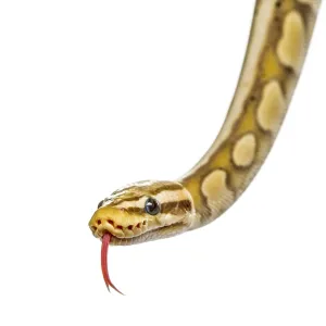 Close-up of a firefly python, isolated on white Close-up of a firefly python, isolated on white