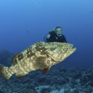 Diver and Malabar grouper, Epinephelus malabaricus Print Diver and Malabar grouper, Epinephelus malabaricus Print