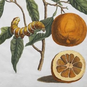 Maria Sybilla Merian's Orange Tree Print, 1705