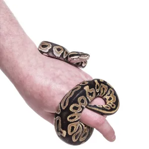 Python regius Print, Against White Background