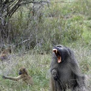 Chacma Baboon Print: Rare Savanna Moment Chacma Baboon Print: Rare Savanna Moment