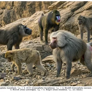 Historical Print of Mandrill and Primates Historical Print of Mandrill and Primates