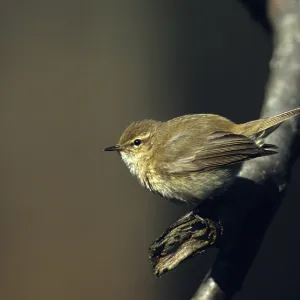 Chiffchaff, phylloscopus collybita