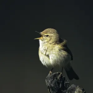 Chiffchaff, Phylloscopus collybita. Chiffchaff, Phylloscopus collybita.