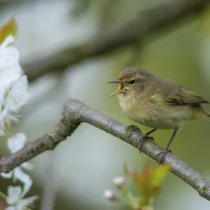 Chifchiría, Phylloscopus collybita. Chifchiría, Phylloscopus collybita.